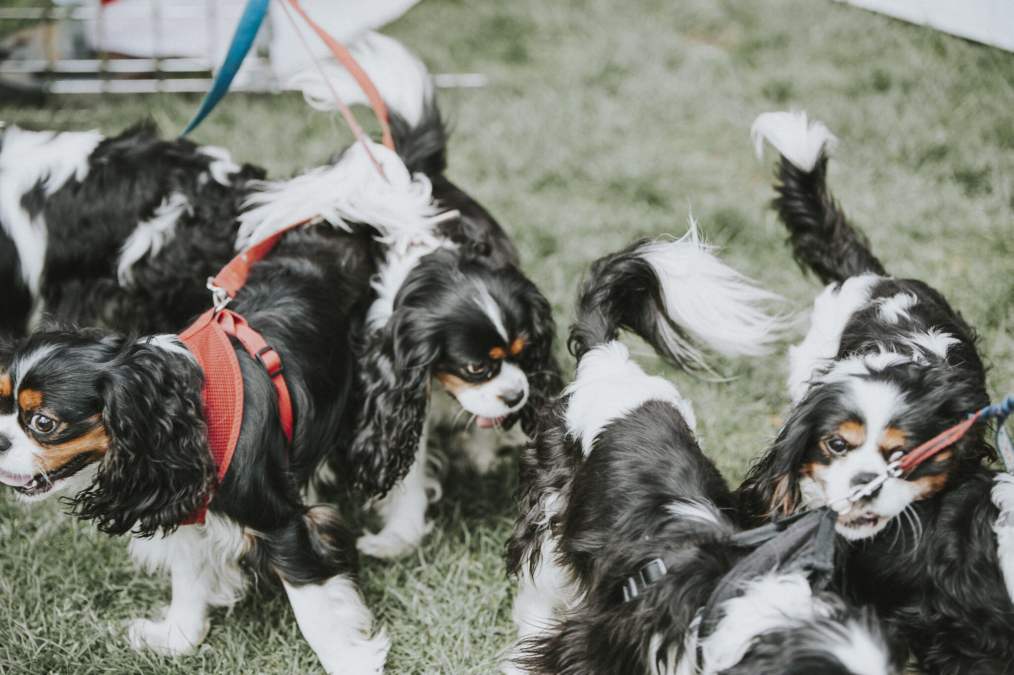 DOG SHOW AND GREYHOUND PARADE Meadows Festival Edinburgh